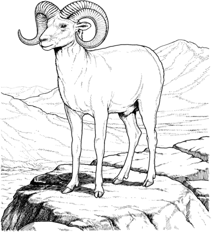 Rocky Mountain Bighorn Sheep Coloring Page